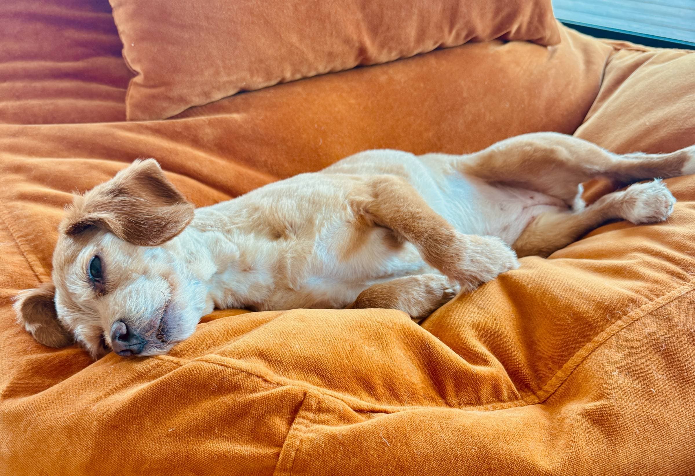 Are pets allowed? : faq photo